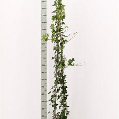 Hedera hibernica