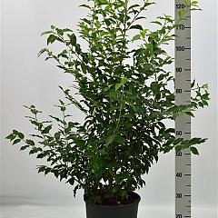 Prunus l. 'Angustifolia'