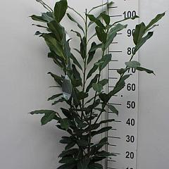 Prunus l. 'Elly'
