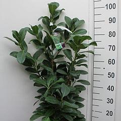 Prunus l. 'Etna'