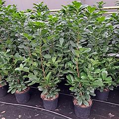 Prunus l. 'Etna'