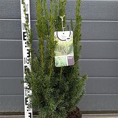 Taxus media ' Rising Star' 