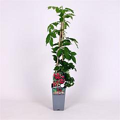 Campsis rad. 'Flamenco'
