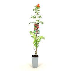 Campsis rad. 'Flamenco'