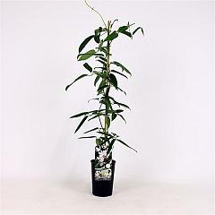 Clematis armandii