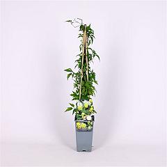 Clematis orientalis