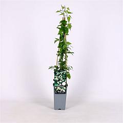 Clematis vitalba