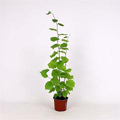Corylus avellana