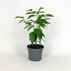 Diospyros lotus