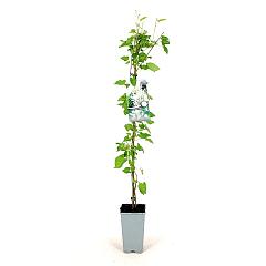 Fallopia baldschuanica
