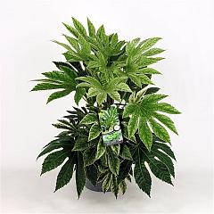 Fatsia japonica 'Spider's Web'