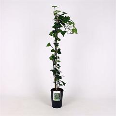 Hedera hel. 'Thorndale'