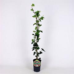 Hedera hibernica