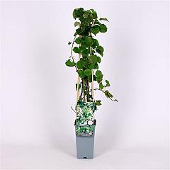 Hydrangea anomala petiolaris