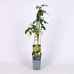 Laburnum anagyroides