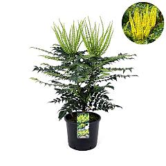 Mahonia media 'Charity'