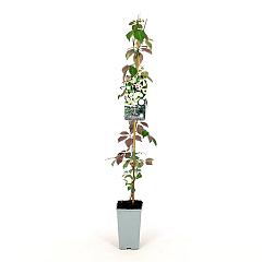 Parthenocissus henryana