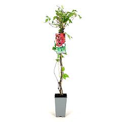 Parthenocissus quinq. engelmannii