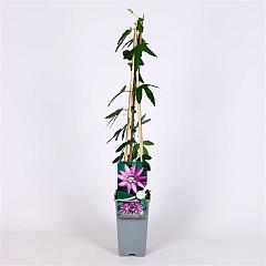 Passiflora 'Lavender Lady'