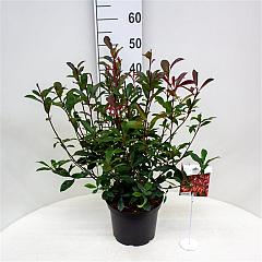Photinia fraseri 'Carré Rouge'