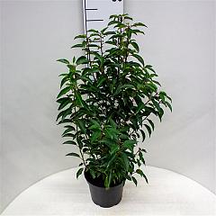 Prunus lusitanica 'Angustifolia'
