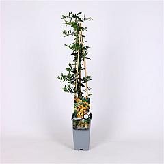 Pyracantha 'Golden Charmer'