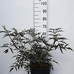 Sambucus nigra 'Black Lace'
