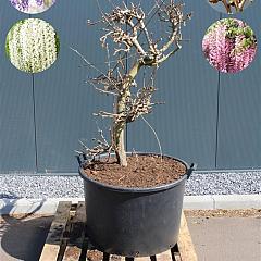 Wisteria flor. 'Rosea'