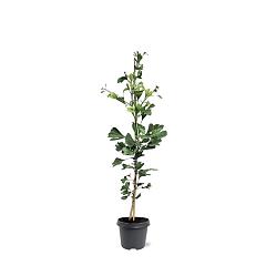 Ginkgo biloba