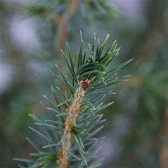 Picea omorika