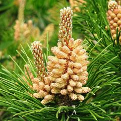 Pinus mugo 'Mughus'