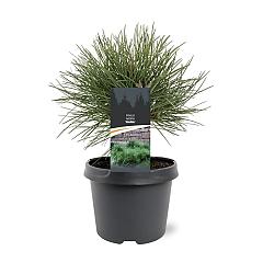 Pinus nigra 'Nana'
