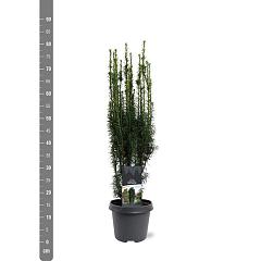 Taxus b. 'Fastigiata'