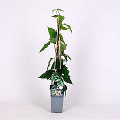 Actinidia arguta 'Bayern'