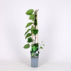 Actinidia arguta 'Geneva'