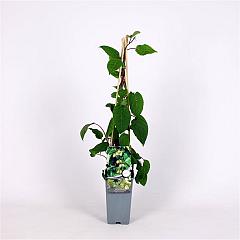 Actinidia arguta 'Weiki'