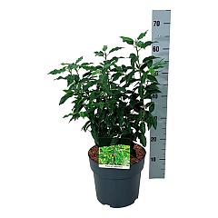 Prunus lusitanica 'Angustifolia'