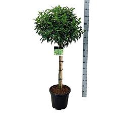 Prunus lusitanica 'Angustifolia'