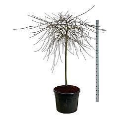 Pyrus salicifolia 'Pendula'