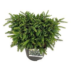 Picea abies 'Nidiformis'