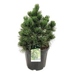 Pinus heldreichii 'Malinki'