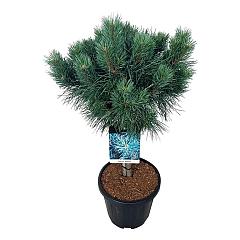 Pinus sylvestris 'Watereri'