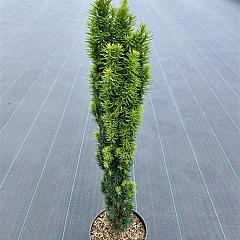 Taxus b. 'Fastigiata Robusta'