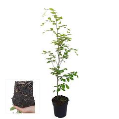Fagus sylvatica