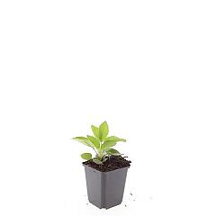 Rudbeckia f. 'Goldschirm'
