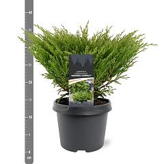 Juniperus hor. 'Andorra Compact'