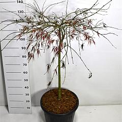 Acer pal. 'Tamukeyama'
