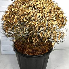 Carpinus betulus