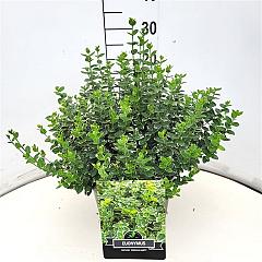 Euonymus fort. 'Emerald Gaiety'