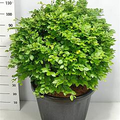 Fagus sylvatica
